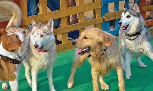 thebridgechronicle_import_s3fs-public_news-story_cover-images_0doggg