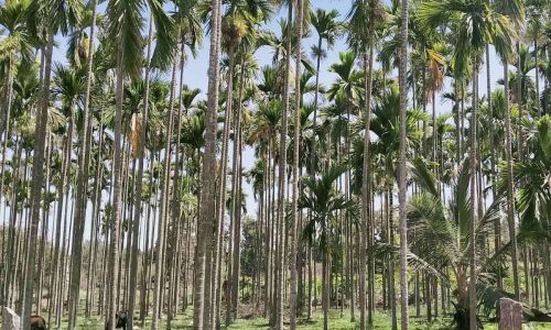 tnmimportsitesdefaultfilesarecanut_Karnataka_3012022_1200