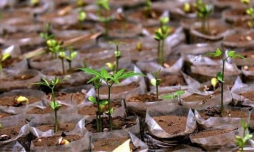 tree-plantation