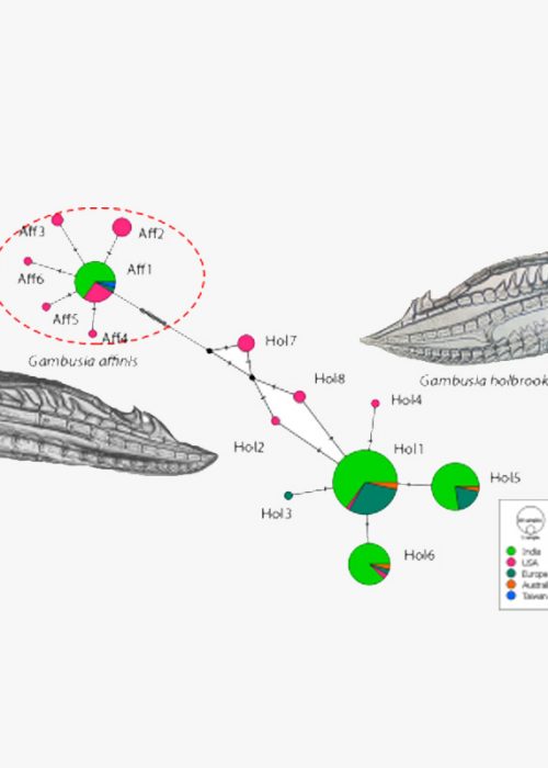 trogen fish