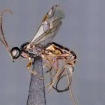 wasp