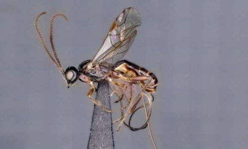 wasp